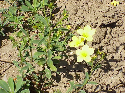 Lino giallo Lino giallo