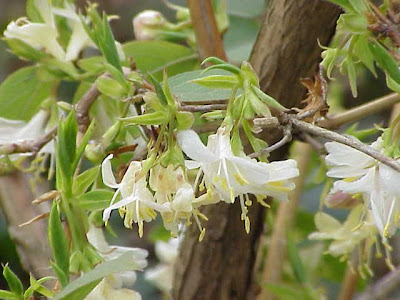 Fragrant honeysuckle