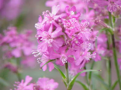 Crotonella alpina Crotonella alpina