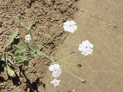Dusty-miller