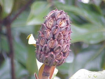 Magnolia grandiflora,
bull bay,
laurier tulipier,
Loblolly Magnolia,
Magnolia,
southern magnolia,
taisan-boku,
Victoria Magnolia