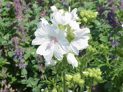 Malva moschata L.