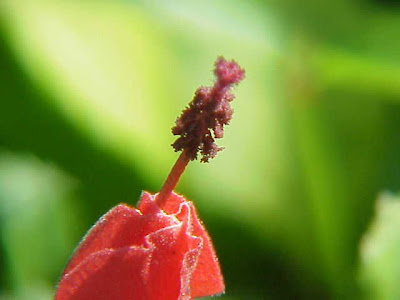Flor de santos Flor de santos