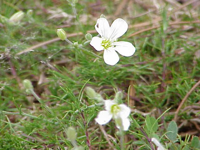 Larch Leaved Sandwort Larch Leaved Sandwort