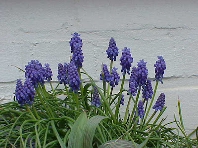 Jacinto-uva