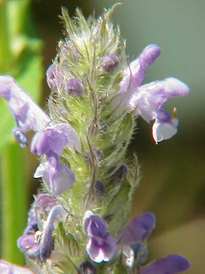 Nepeta neverosa Nepeta neverosa