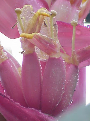 Bananeira-ornamental Bananeira-ornamental