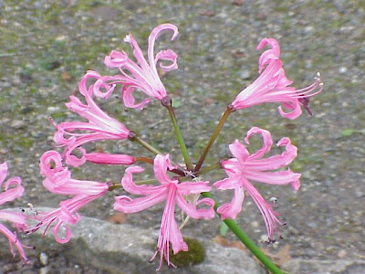 Nerine,
nerine