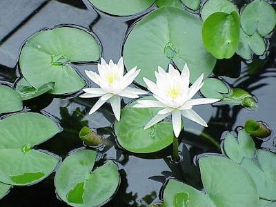 American waterlily American waterlily