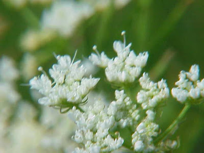Finocchio acquatico comune