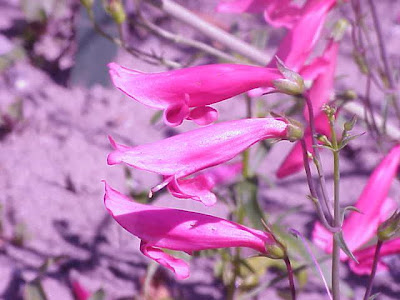 Beardlip penstemon Beardlip penstemon
