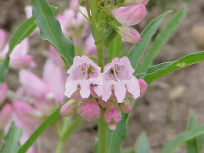 Beak-flower beardtongue Beak-flower beardtongue