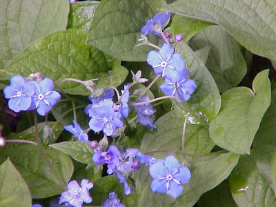 Creeping navelwort Creeping navelwort