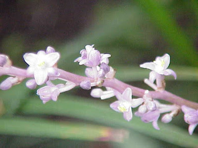 Lilyturf Lilyturf