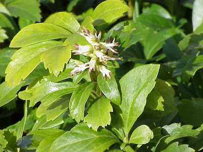 Pachysandra terminalis,
Japanese pachysandra,
Japanese-spurge