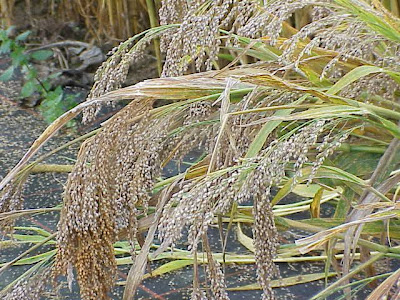 Echte Hirse Echte Hirse