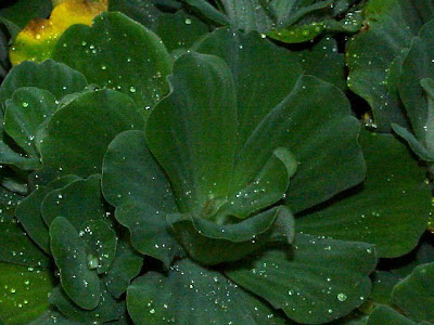 Flor-d'''�gua