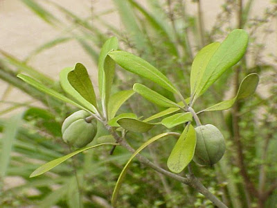 Karo-Klebsame Karo-Klebsame