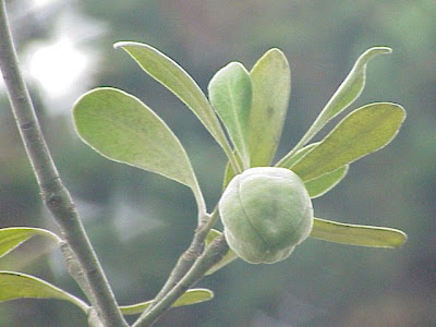 Karo-Klebsame Karo-Klebsame