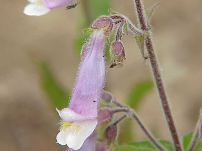 Lilac penstemon Lilac penstemon