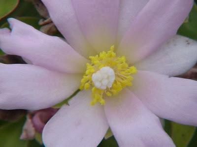 Guamacho morado
