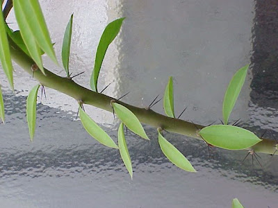 Guamacho morado