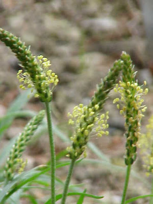 Alpine Plantain Alpine Plantain