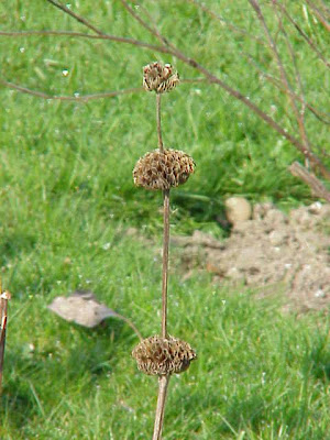 Turkish Sage