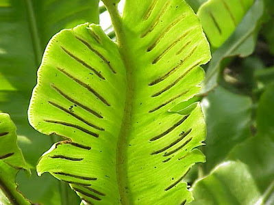 Phyllitis scolopendrium (L.) Newman
