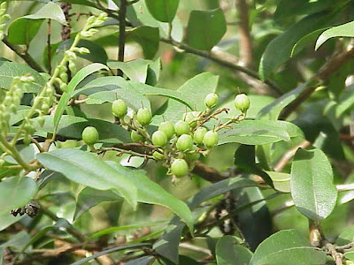 Flutterbush