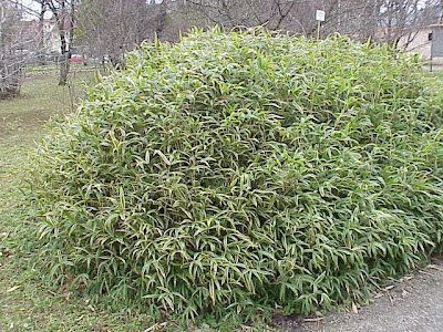 Dwarf Bamboo Dwarf Bamboo