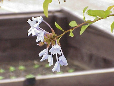 Azulina Azulina