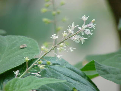 Guang huo xiang