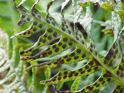 Wall fern Wall fern