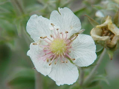 Alchemilla Leaved Cinquefoil Alchemilla Leaved Cinquefoil