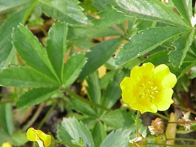 Cinquefoglia fior d'oro Cinquefoglia fior d'oro