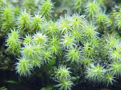 Racomitrium canescens,
racomitrium moss,
wideleaf racomitrium moss