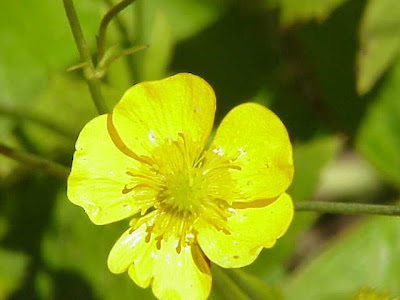 Goldilocks Buttercup Goldilocks Buttercup