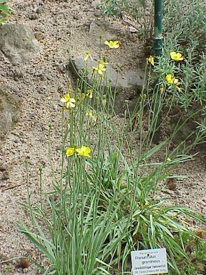 Grass Leaved Buttercup