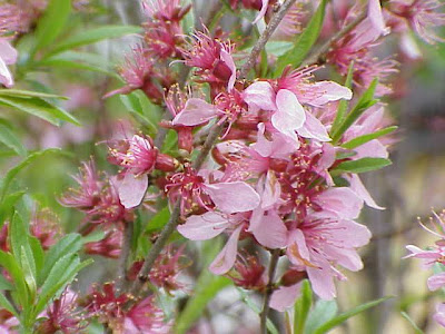 Dwarf Russian almond Dwarf Russian almond