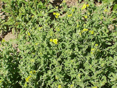 Incensaria comune