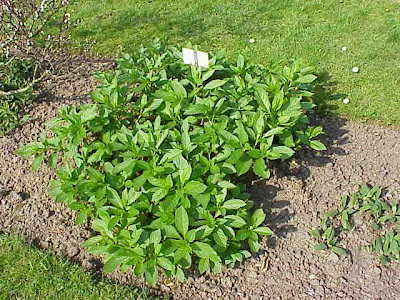 Berg-lungenkraut Berg-lungenkraut