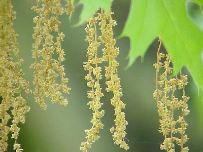 Quercus coccinea,
scarlet oak