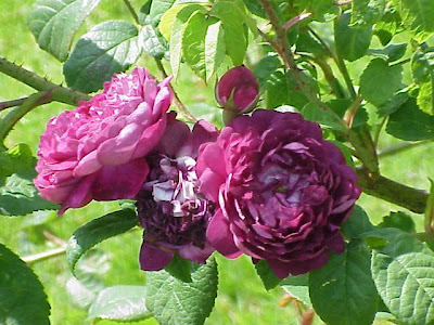 Hungarian rose Hungarian rose