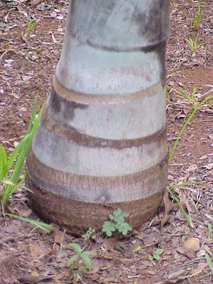 Florida cherry palm