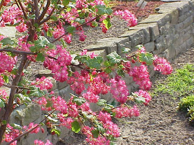 Blood currant