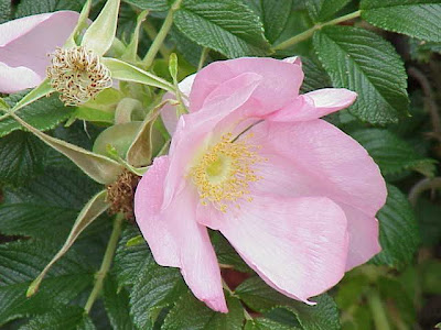 Japanese rose