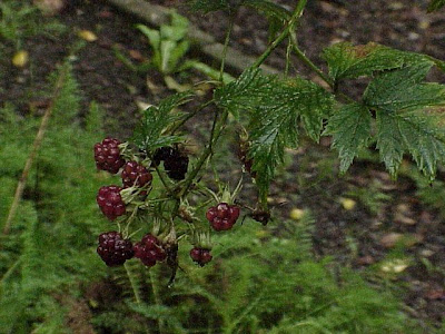 Cut-leaved blackberry Cut-leaved blackberry