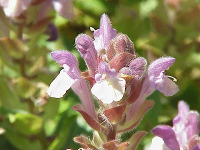 Scutellaria alpina L.