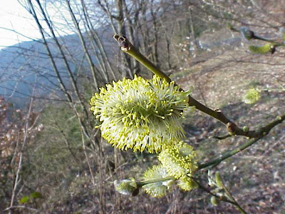 Goat willow Goat willow